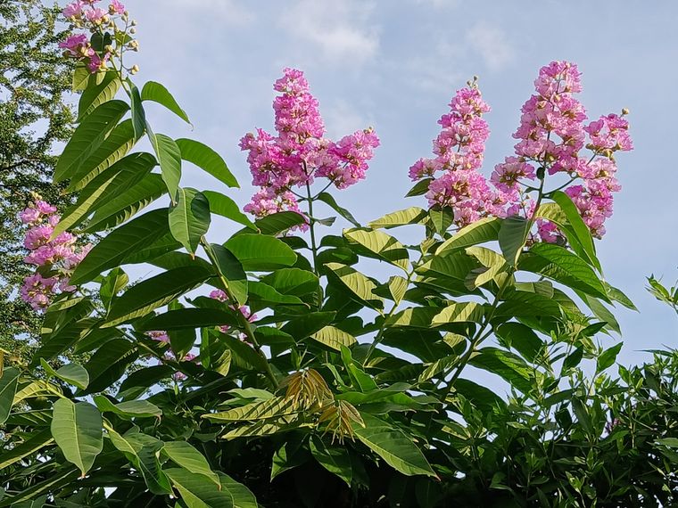 El crespón es ideal para patios urbanos porque no levanta veredas y ofrece sombra pareja. Foto: Shutterstock El crespón es ideal para patios urbanos porque no levanta veredas y ofrece sombra pareja. Foto: Shutterstock