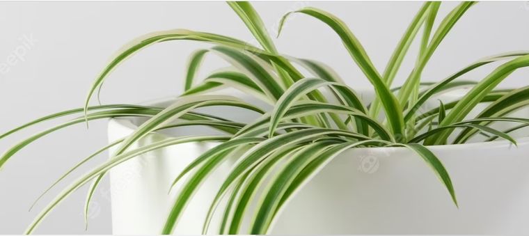 La planta araña se adapta muy bien al interior del hogar. Foto: Freepik