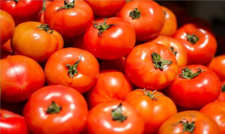Cómo hacer que los tomates se conserven más tiempo Foto: Freepik