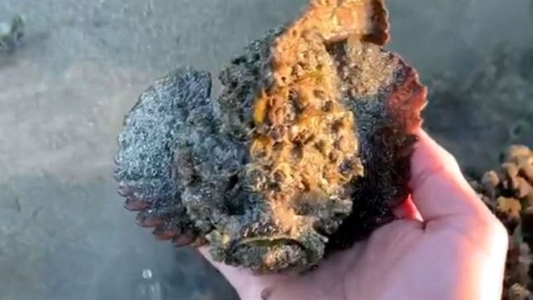 El pez piedra habita en zonas costeras de la región del Indo-Pacífico.