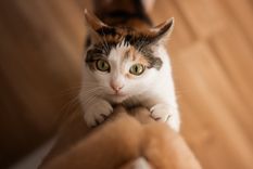 Así harás que tu gato sea más obediente Foto: shutterstock