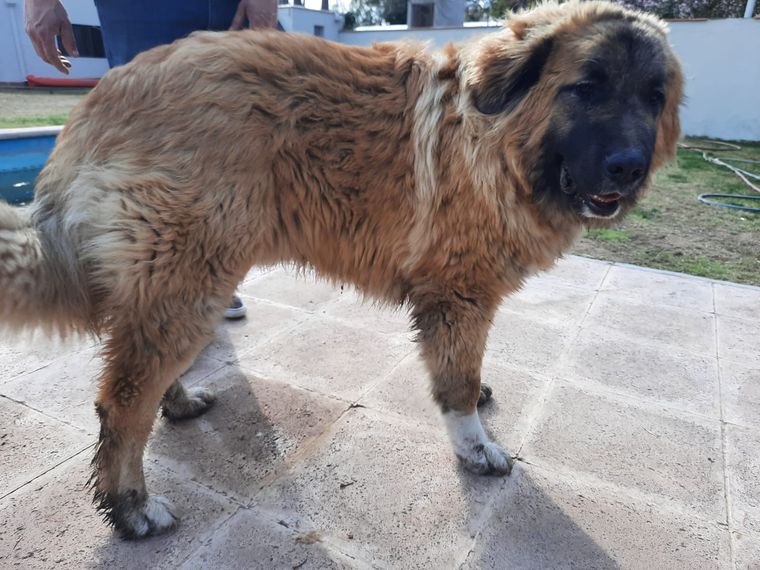 La historia de Hugo conmovió a todos. La historia de Hugo conmovió a todos.