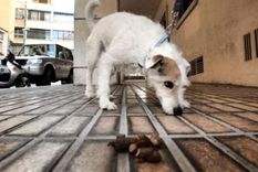 advierten que la caca de mascotas en las veredas es peligrosa