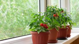 El otoño es la temporada perfecta para iniciar un huerto urbano en el balcón y consumir alimentos orgánicos. Foto: Shutterstock El otoño es la temporada perfecta para iniciar un huerto urbano en el balcón y consumir alimentos orgánicos. Foto: Shutterstock