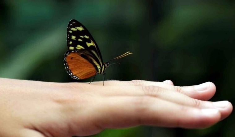 mariposa La fragilidad de la vida, más en evidencia, cada día. Foto: Efe.