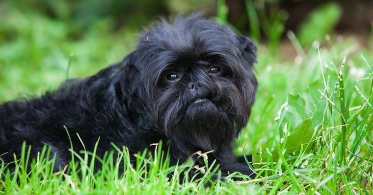 Este es un perro que querrás tener como mascota  Foto: Archivo