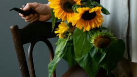 Los girasoles cortados pueden durar hasta dos semanas en el hogar. Foto: Freepik