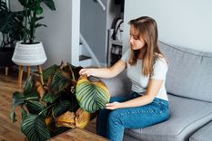 Pulveriza este líquido casero y tus plantas volveran a crecer con fuerza Foto: Shutterstock