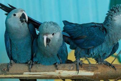 MDZol | Las guacamayas de Spix fueron declaradas extintas en la naturaleza en 2019 Foto: GETTY IMAGES