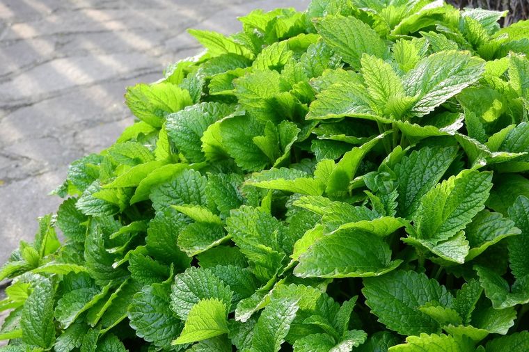 Adiós insomnio: esta es la planta que ayuda a conciliar el sueño y calmar la ansiedad Foto: Pixabay