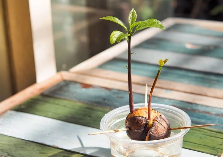De esta forma germinas la semilla. Foto: Archivo