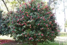 La planta de camelia puede alcanzar hasta 2 metros de altura. Foto: Shutterstock
