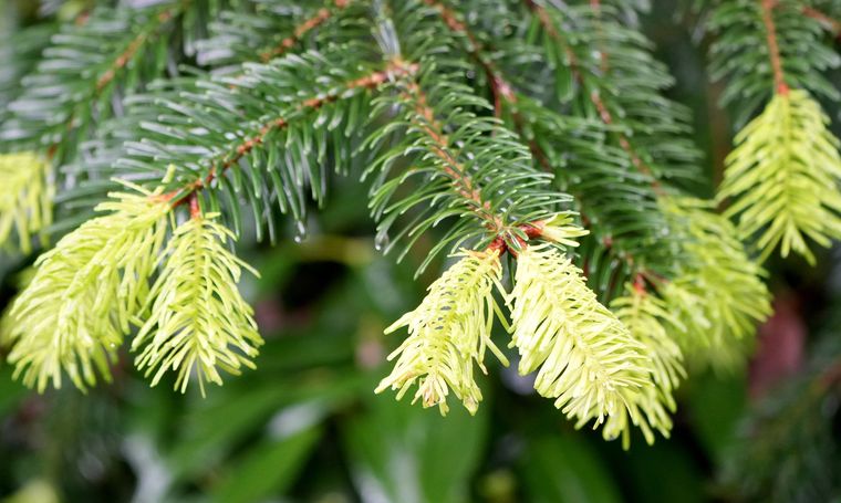 Este árbol se mantiene verde durante todo el año.