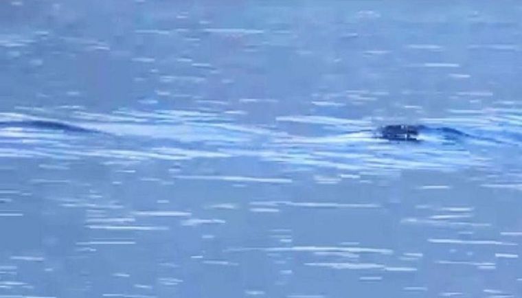 Dos pescadores filmaron la aparición de una extraña criatura en el lago Nahuel Huapi