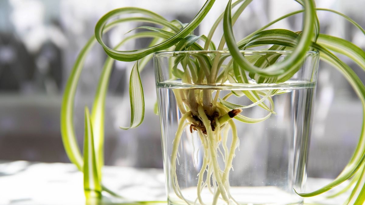 La planta de interior perfecta para principiantes: resiste e