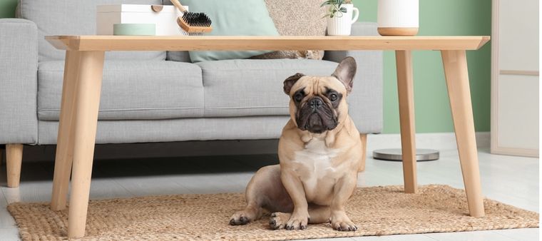 Descubre cuáles son las razas perfectas para convivir en departamento Foto: Shutterstock