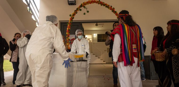 La momia conocida como el niño del Aconcagua llegó al museo Cornelio Moyano.&nbsp;