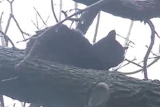 El gato pasó la ciclogénesis en un árbol.