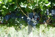 vinos: el mosto tambien se especializa vinos: el mosto tambien se especializa