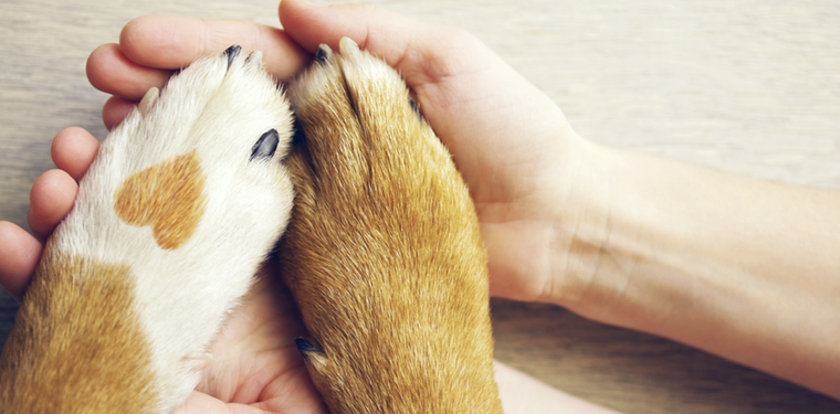 En el lenguaje de nuestras mascotas dormir juntos significa una unión muy especial Foto: Shutterstock