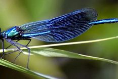 alucinante: como evolucionaron las alas de los insectos tras un siglo