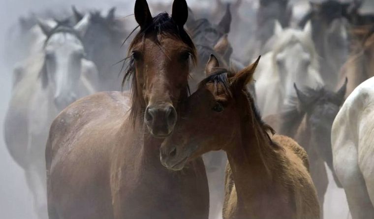 El hallazgo científico indica que los caballos manifiestan una gran variedad de sentimientos. Foto: Efe.