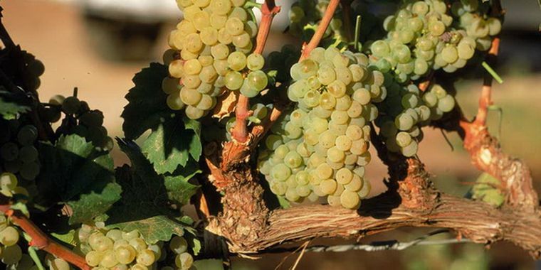 Las uvas son excelentes para la salud.