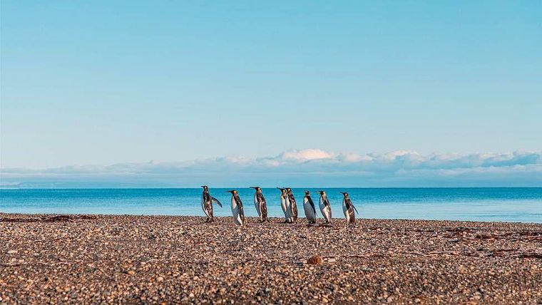 Hay un alto riesgo de que el parque eólico para el que se solicitó una concesión cause un impacto ecosistémico irreversible en la colonia de pingüinos rey de Bahía Inútil, señala Maite Arriagada.