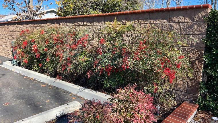 Conocida como bambú sagrado, la nandina esta entre los arbustos elegidos para esta época. Foto: Shutterstock