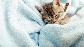 Protoparvovirus carnívoro: qué se sabe del virus que afecta perros y gatos Foto: Shutterstock