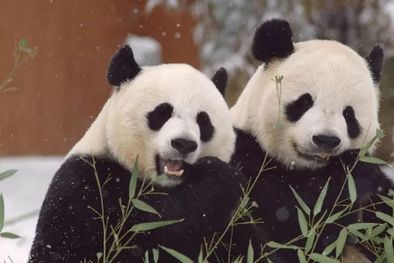 MDZol | Mei Xiang y Tian Tian llegaron al Zoológico de Washington en 2000 con un préstamo inicial a 10 años que ha sido renovado más de una vez. Foto: ZOOLÓGICO NACIONAL SMITHSONIAN