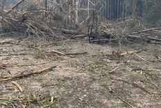 El Jardín Botánico de Viña del Mar se quemó casi en su totalidad