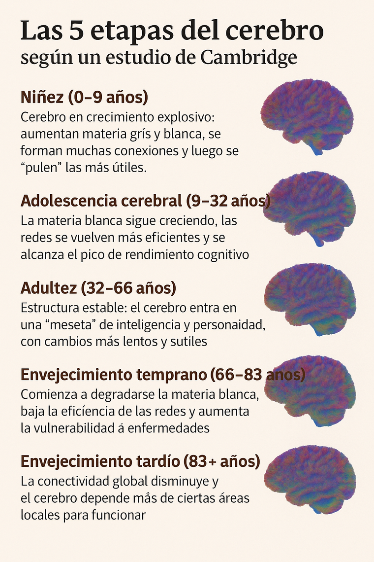 Infograf&iacute;a del estudio de la Universidad de Cambridge que resume las cinco etapas del cerebro, desde la ni&ntilde;ez hasta el envejecimiento tard&iacute;o.