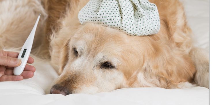 Presta atención a los síntomas del animal luego de consumir jabón Foto: Shutterstock