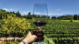 Vino argentino: hoy lo celebramos. Foto: MDZ