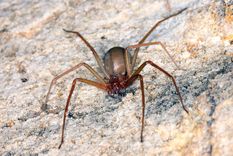 La araña de la especie loxosceles es potencialmente peligrosa para los seres humanos. Foto: shutterstock.com