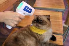 Los gatos y perros de Seúl que presenten síntomas serán testeados por covid