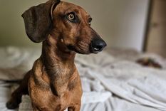 El ladrido excesivo en nuestros perros puede manifestarse en animales que pasan mucho tiempo a solas Foto: Rodrigo Carrizo