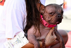 Petunia, la perra ganadora del concurso viral, se llevó 5.000 dólares. Foto: Archivo