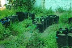 Los plantines hallados por la Policía Foto: Ministerio de Seguridad