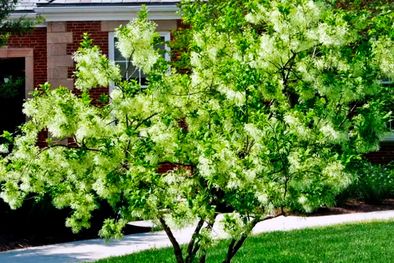 MDZol | Árbol Chionanthus virginicus Foto: mgnv.org - Foto © Mary Free