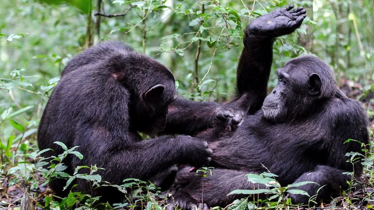 Los científicos continuarán con sus estudios. Foto: ElMundo.