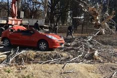 Zonda En San Rafael las ráfagas derribaron un  árbol que cayó sobre un auto. Foto: gentileza