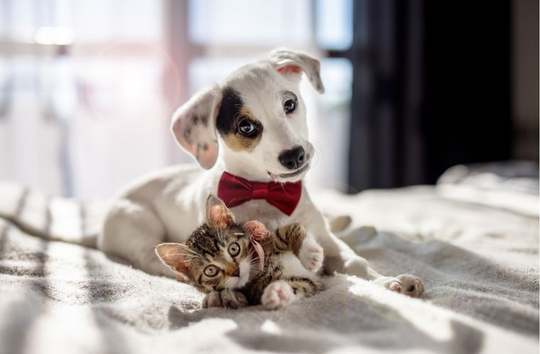 MASCOTAS LAS MASCOTAS TIENEN MÁS SENSIBILIDAD QUE LOS HUMANOS. Foto: Shutterstock