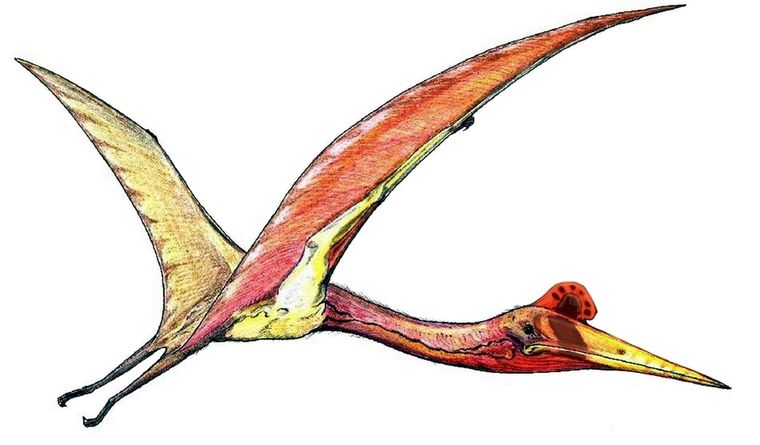 El pterosaurio inspira a la aeronavegación. Foto: Wikipedia.