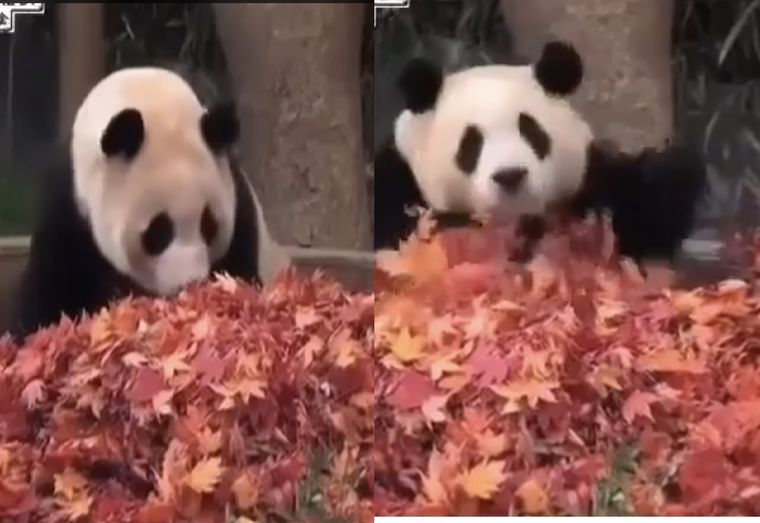 Este panda conquistó el corazón de millones de usuarios de internet. Foto: Archivo