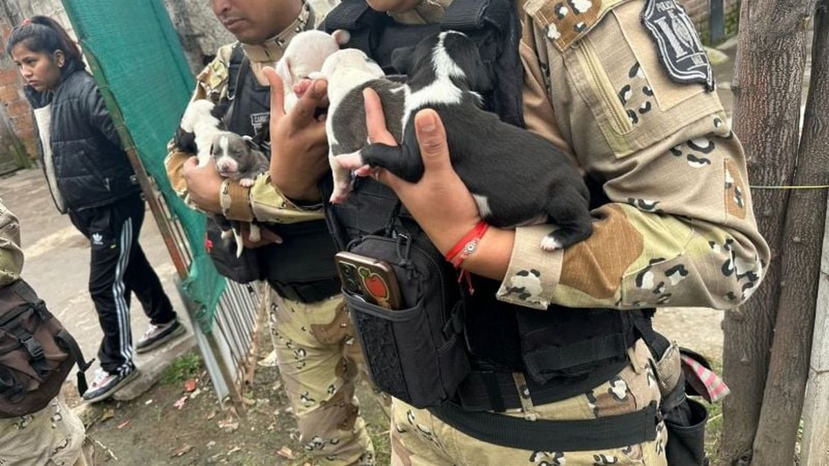 Salta: rescataron a diez perros pitbull que eran víctimas de maltrato animal