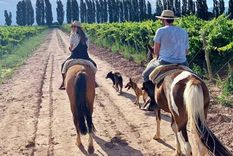 La Ruta del Vino en Mendoza es uno de los imperdibles Foto: Instagram
