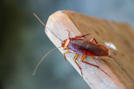 Las cucarachas representan una de las plagas más molestas en casa. Foto: SHUTTERSTOCK