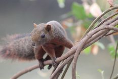 de mascota exotica a plaga: estudian invasion de ardillas